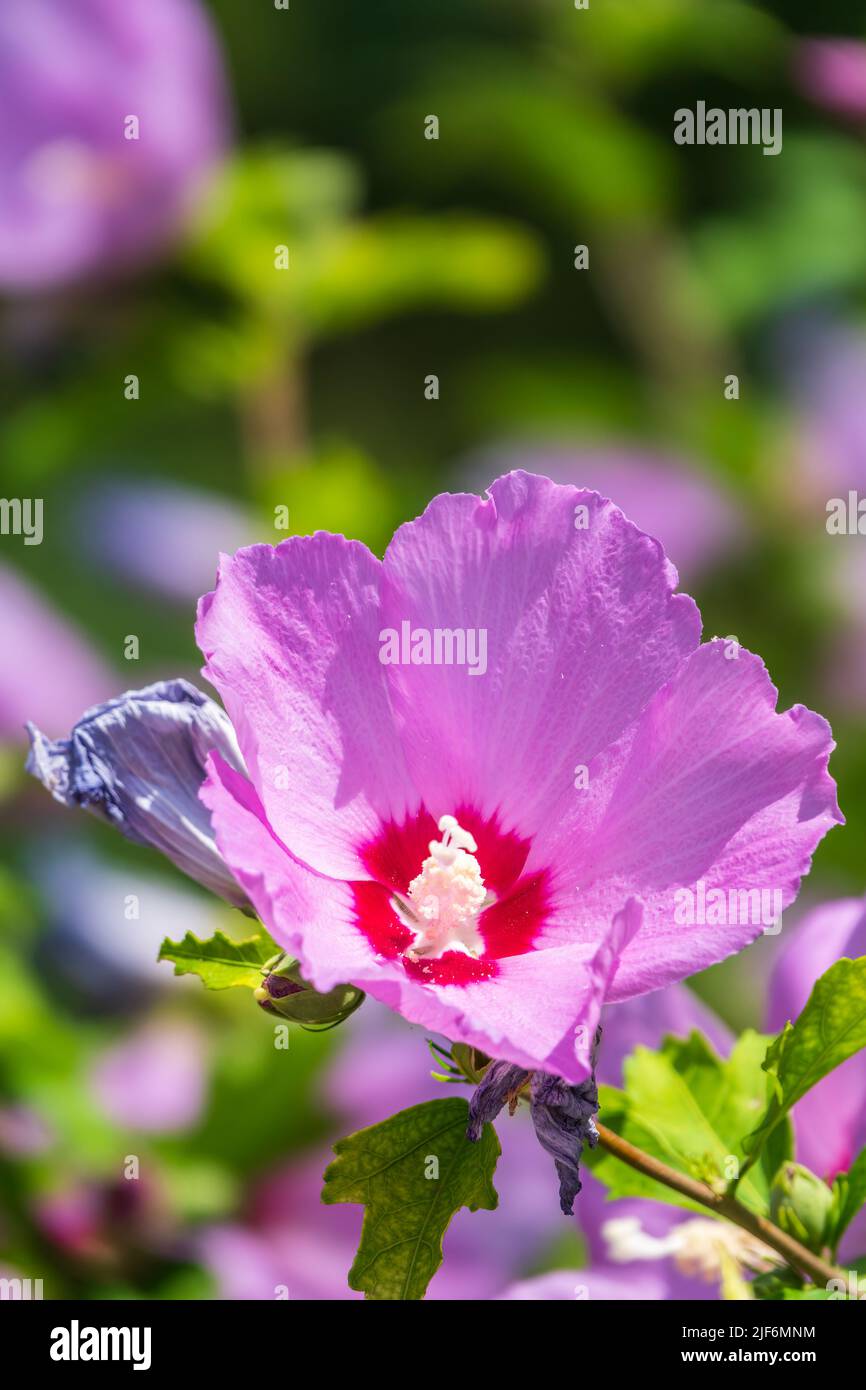 Pink flowers of Hibiscus moscheutos plant closeup. Hibiscus moscheutos
