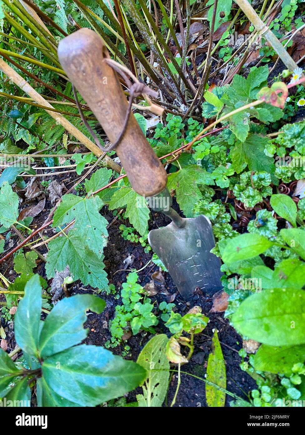 Gardening trowel in a garden Stock Photo Alamy
