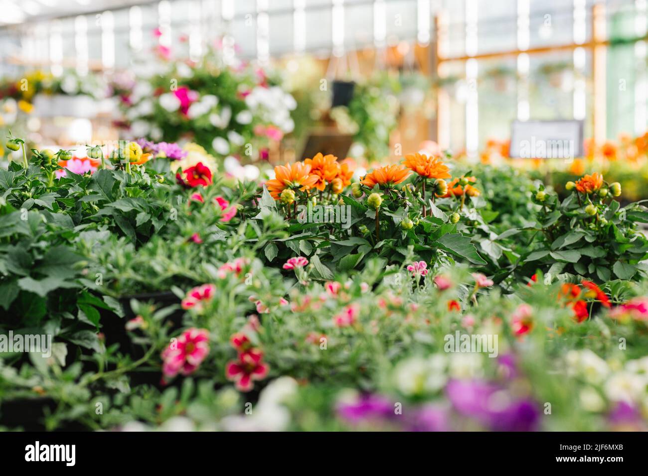 Various multicolored flowers hi-res stock photography and images - Alamy