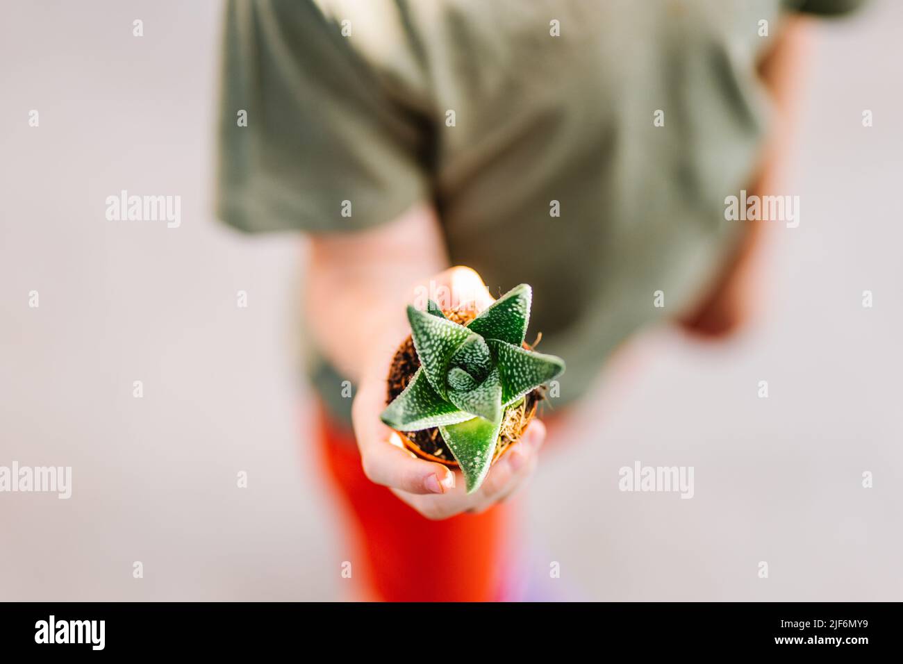 From above soft focus of anonymous kid demonstrating small pot with gasteria succulent after visit in flower shop Stock Photo
