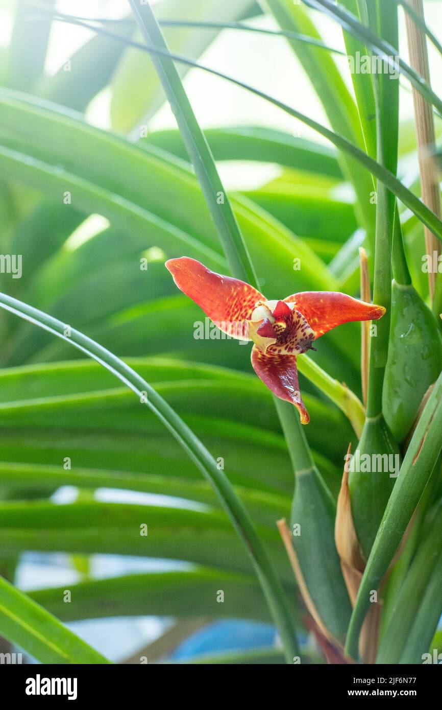 Small red cattleya orchid. Beautiful flower close-up. Orhids in bloom. Stock Photo