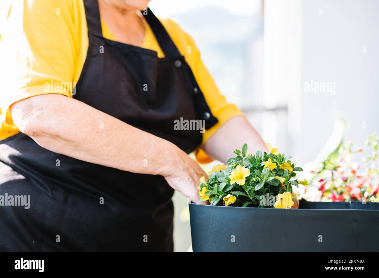 Close up of hand of anonymous female gardener taking care of plants in pot Stock Photo