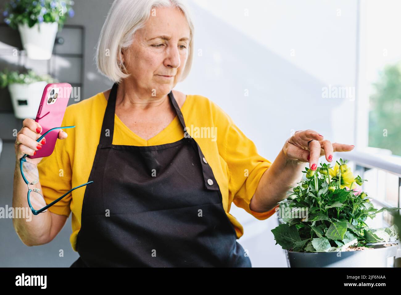 Positive mature female gardener in apron and eyeglasses taking pictures of her plants with a phone Stock Photo