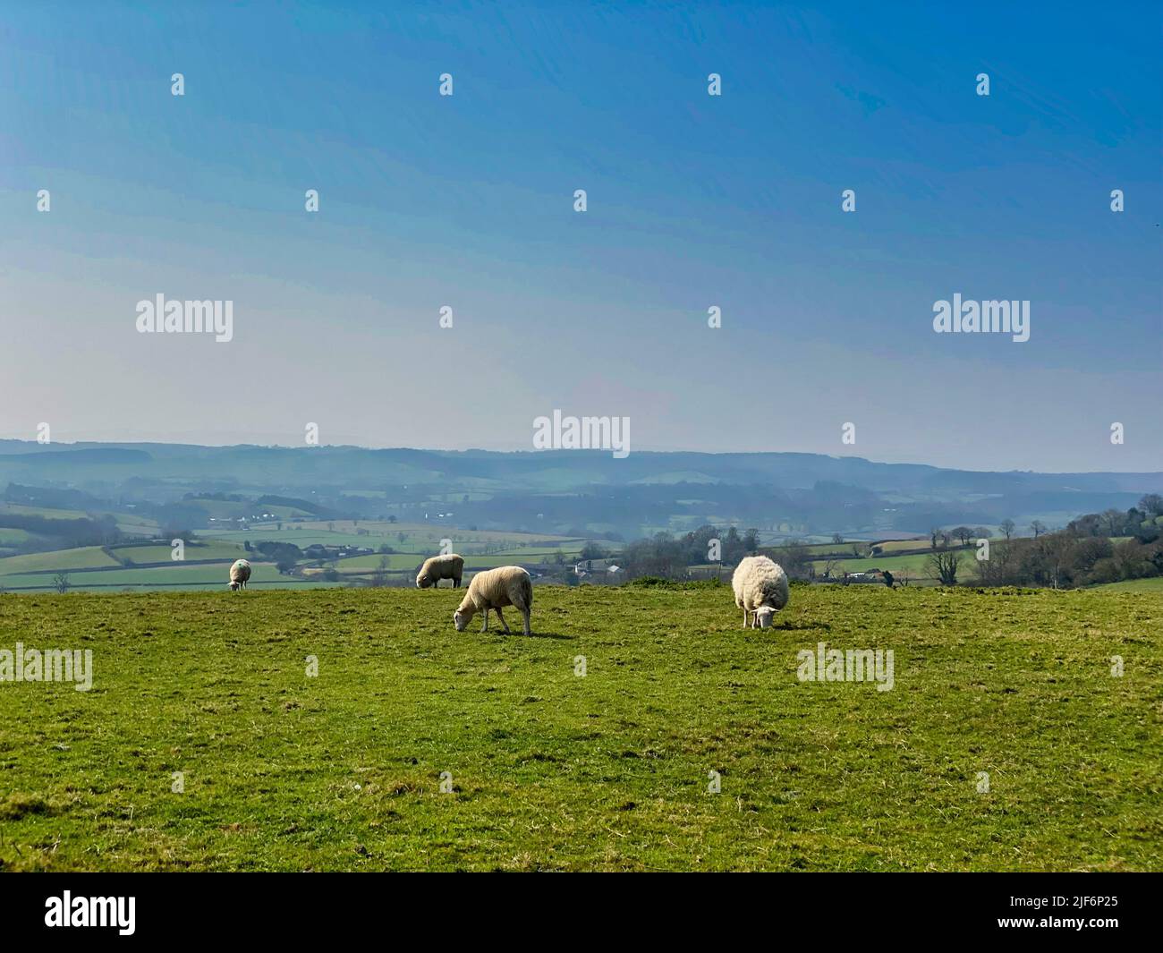 English spring lamb eating hi-res stock photography and images - Alamy