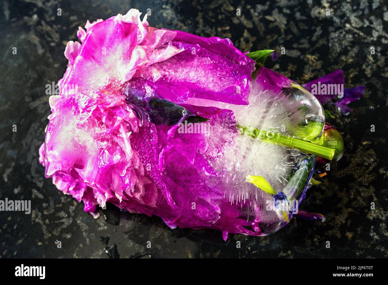 Frozen peony flower in ice cube on black background, closeup. Stock Photo