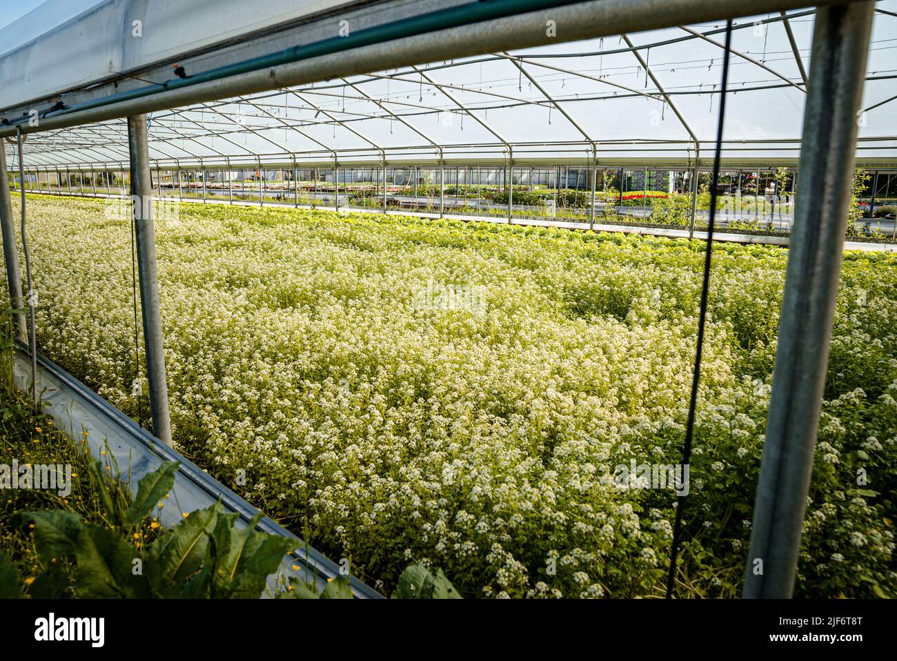Greenhouse with growing biological flowers and plants. Glasshouse Stock Photo