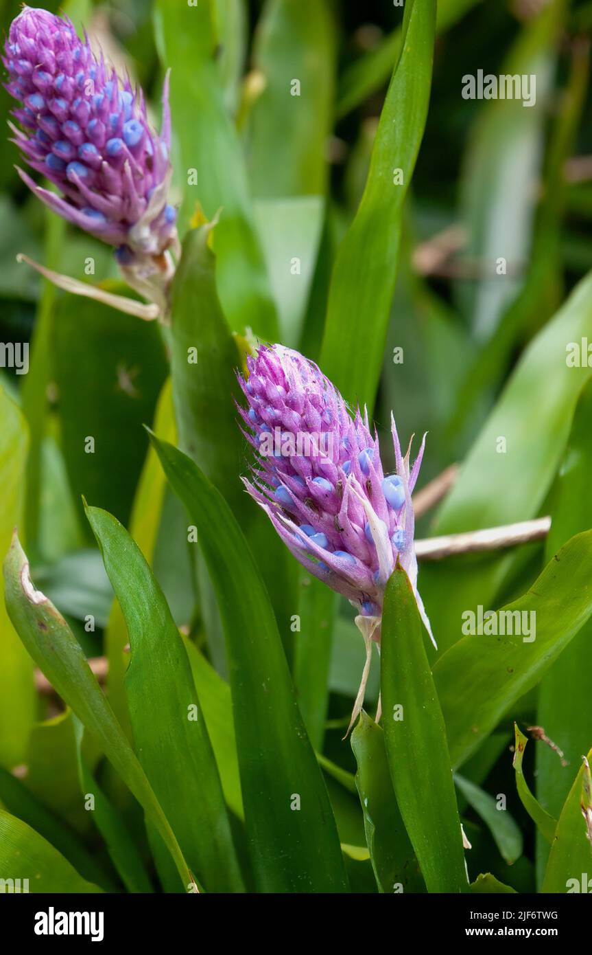 Sydney Australia, mauve flower stems of a aechmea cylindrata bromeliad in garden Stock Photo