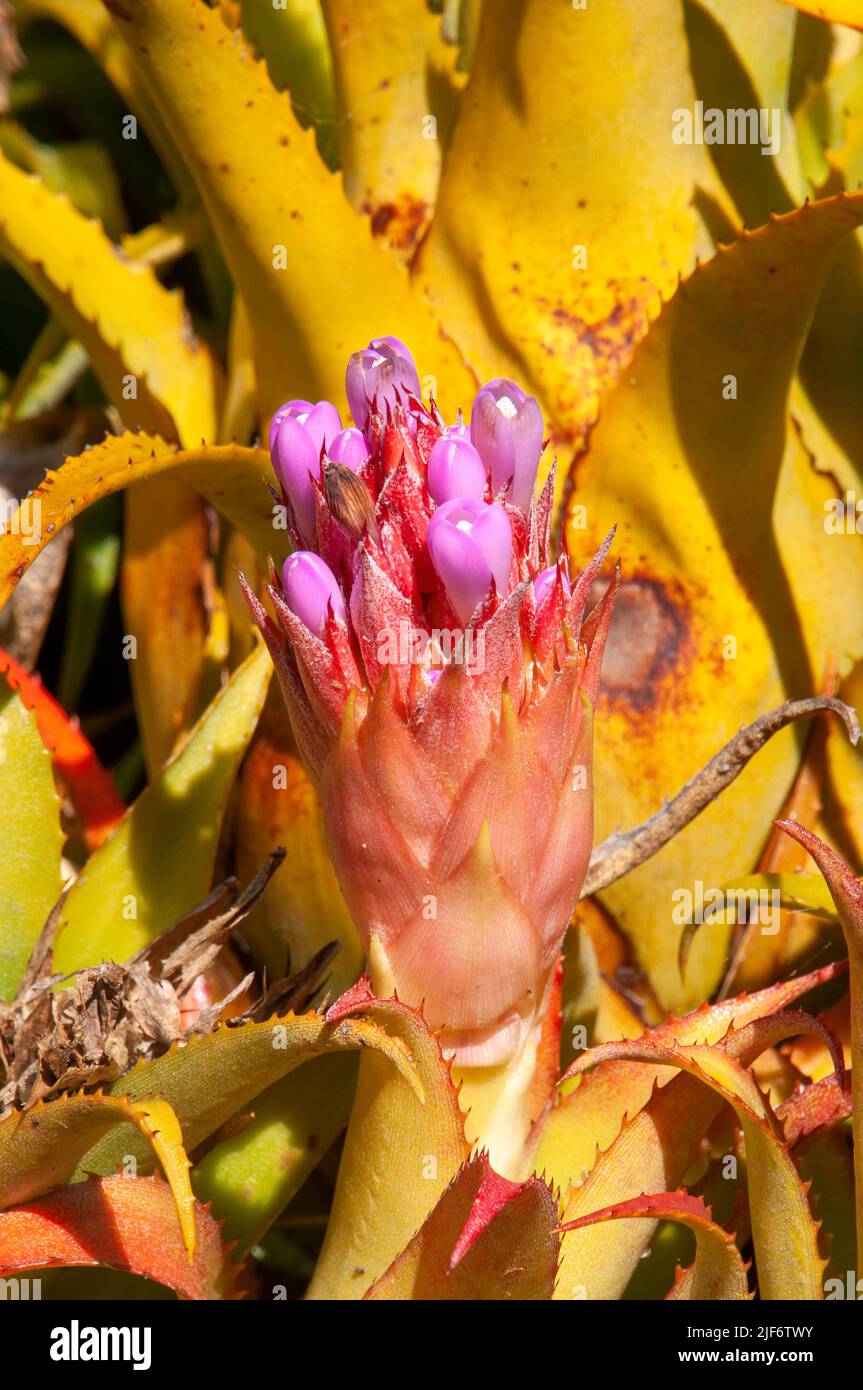 Sydney Australia, pink flower stem of an aechmea recurvata bromeliad Stock Photo