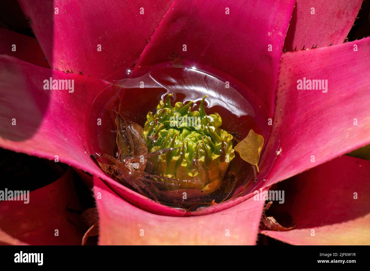 Sydney Australia, pink leaves and tank of a blushing bromeliad Stock Photo