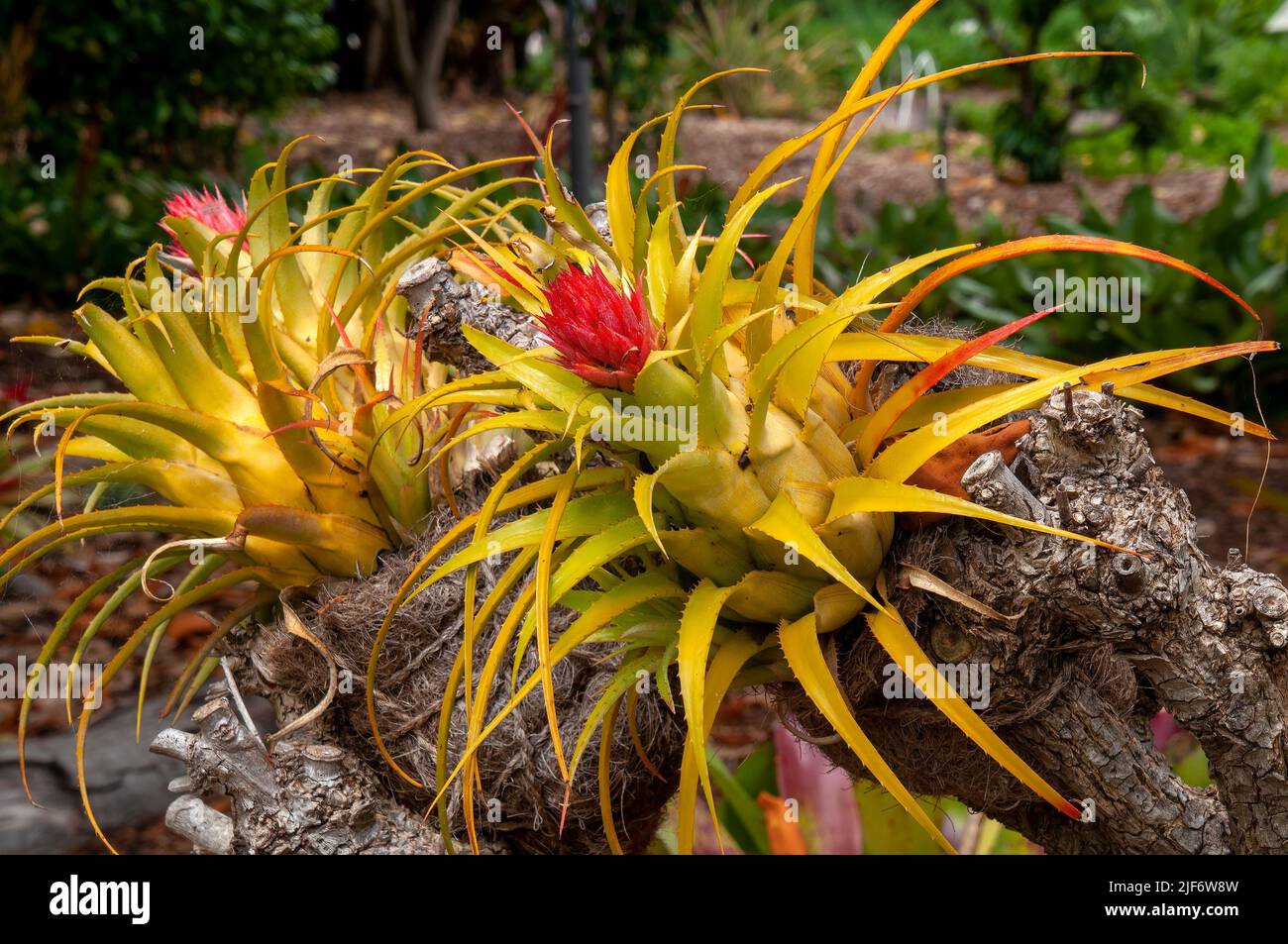 Sydney Australia, flowering aechmea recurvata bromeliad in garden Stock Photo