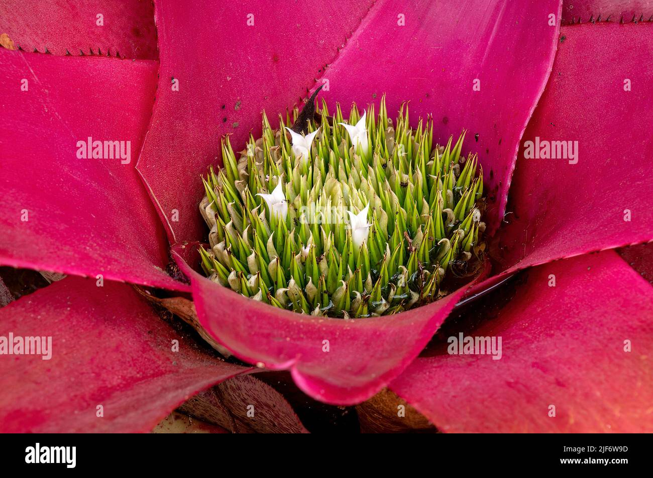 Sydney Australia, blushing bromeliad with pink leaves and white flowers starting to open Stock Photo