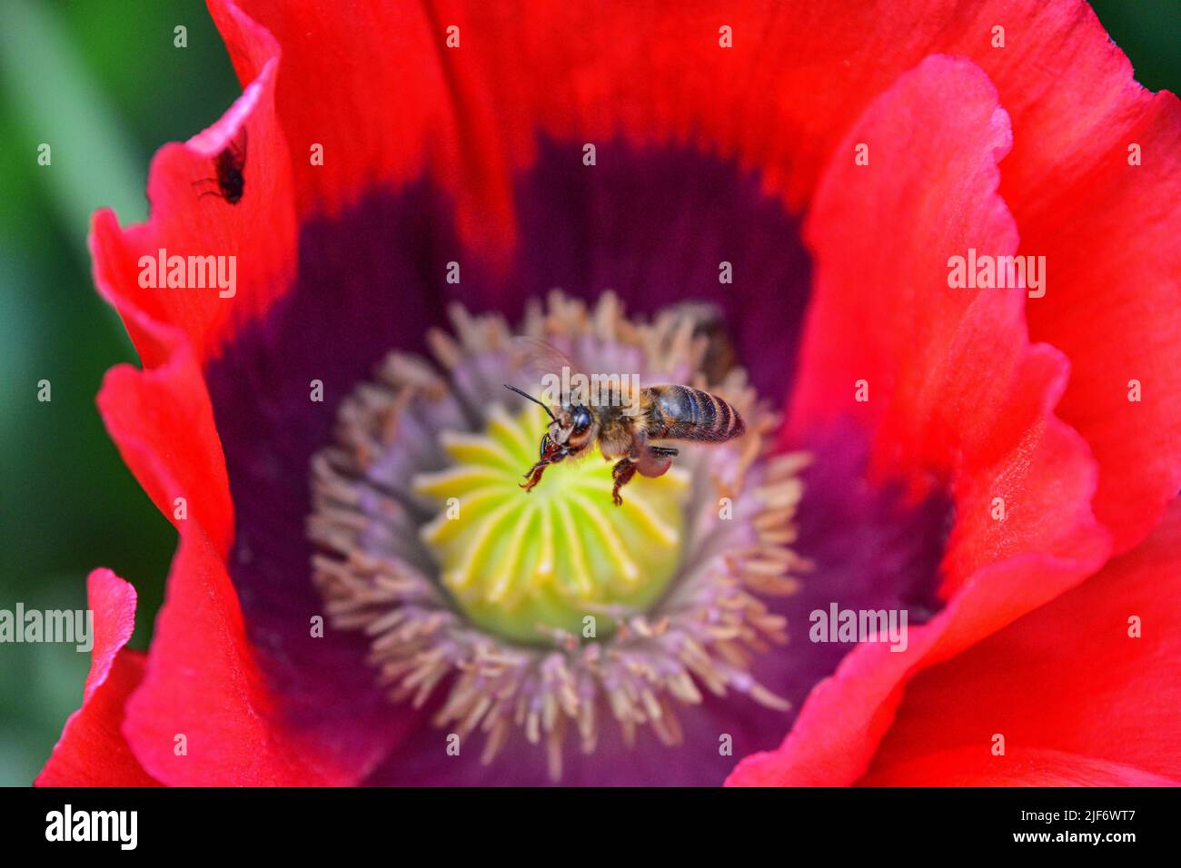 Poppy & Bee Stock Photo Alamy