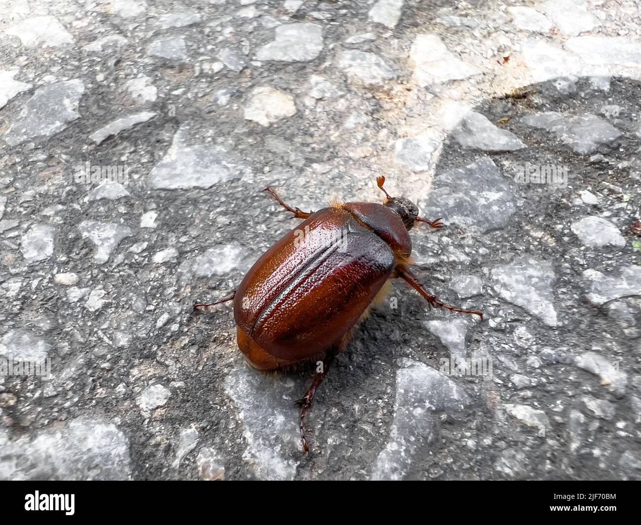 Cockchafer is also known as maybug or maybeetle, selective focus Stock Photo