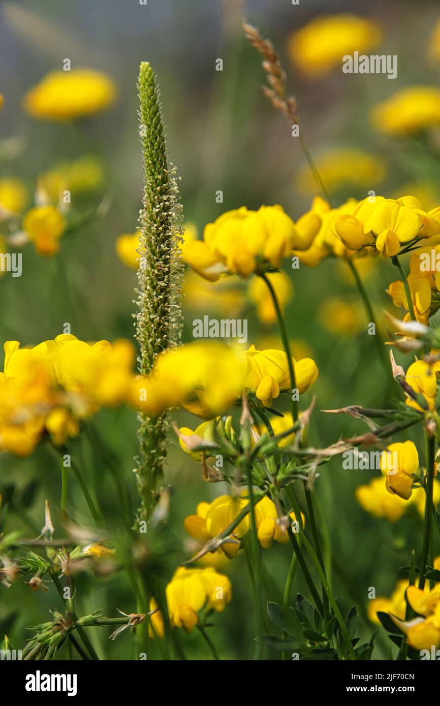 A vertical closeup of Lotus corniculatus with sea arrowgrass. Stock Photo