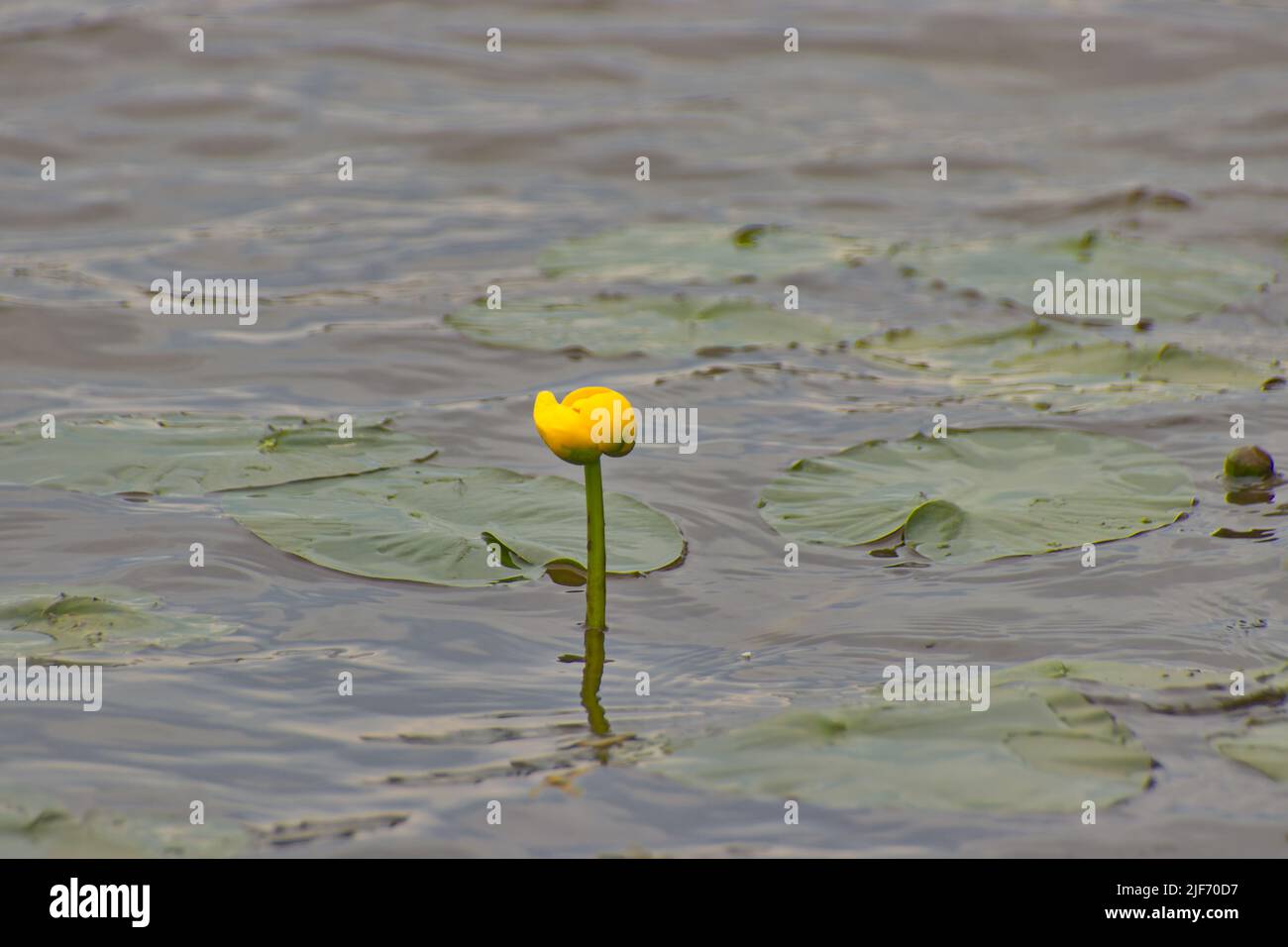 A closeup of Nuphar pumila, small yellow pond-lily. Stock Photo