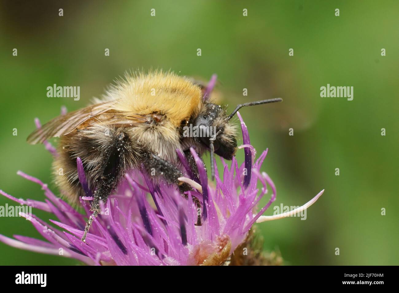 Detailed closeup on the common European brown banded bumblebee, Bombus pascuorum sitting on a purple thistle Stock Photo