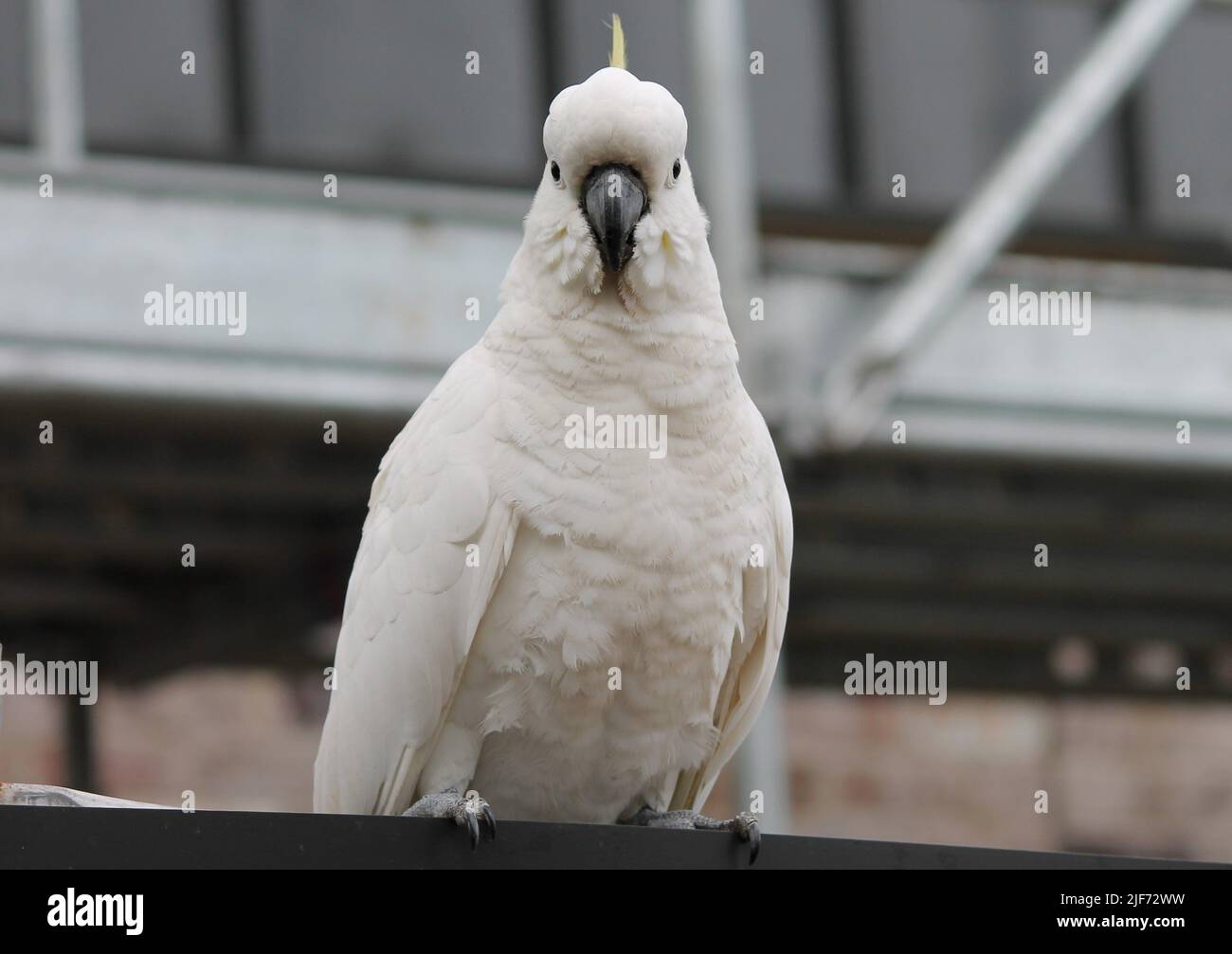 Urban Yellow Crested Cockatoo at construction site Stock Photo