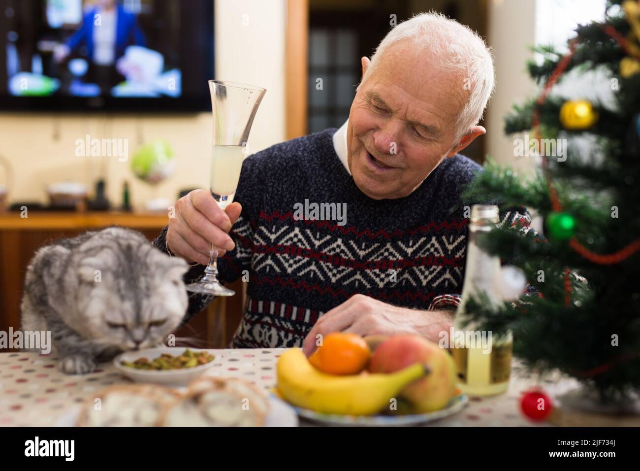 Retired man, together with Scottish cat, celebrates Christmas at festive table Stock Photo