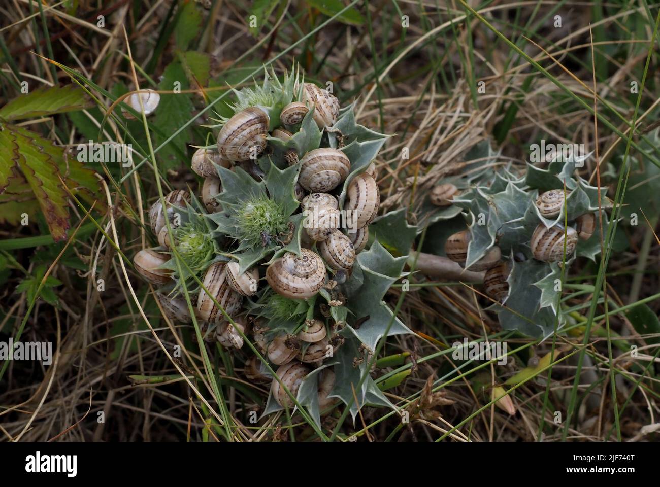 snails on sea holly Stock Photo