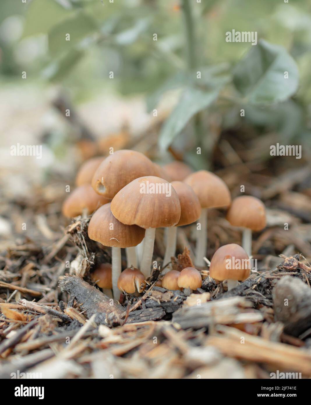 A heap of Psilocybe allenii mushrooms growing on the forest ground Stock Photo