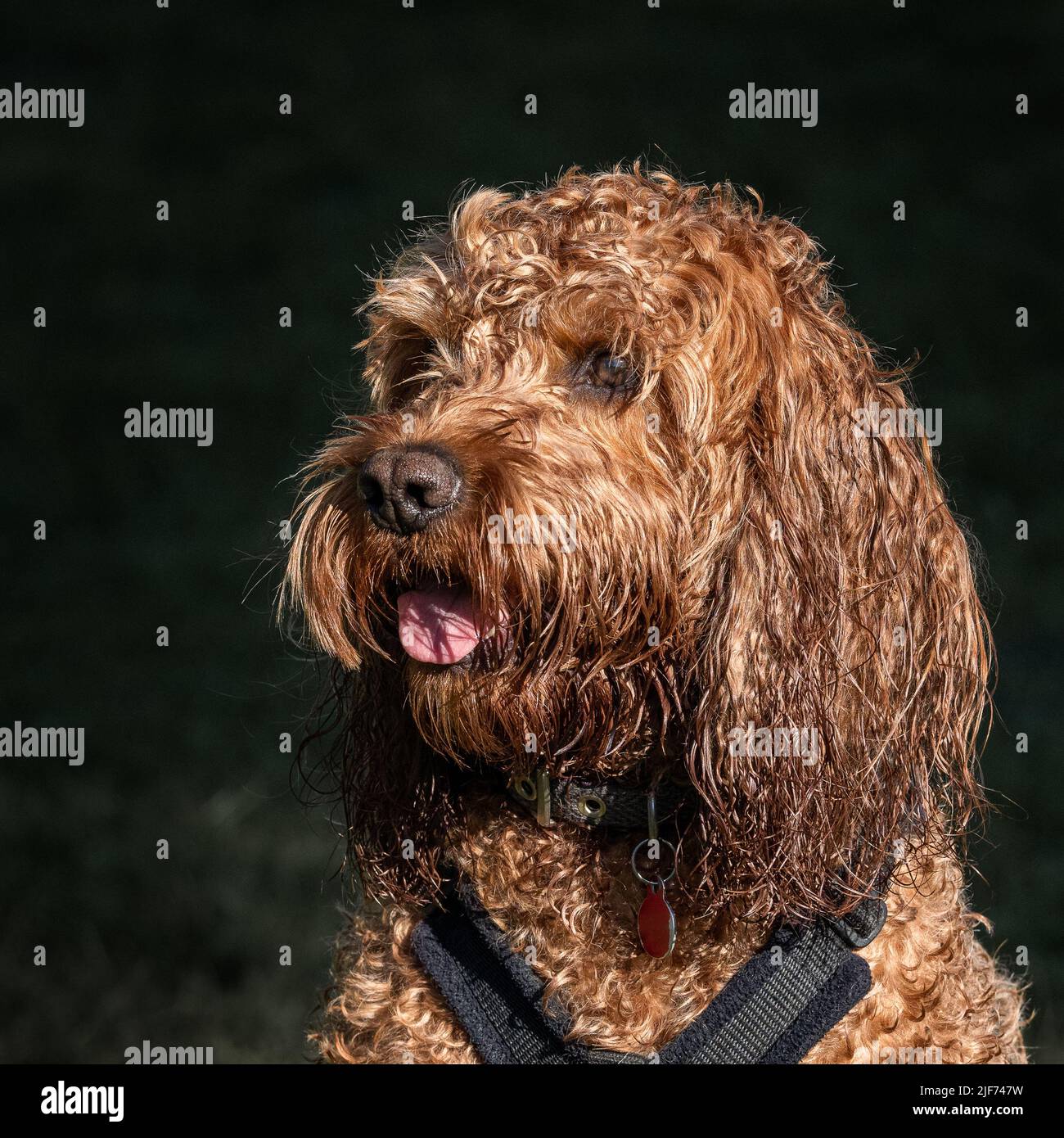 A red cockapoo dog sitting attentively during a walk waiting for a biscuit Stock Photo