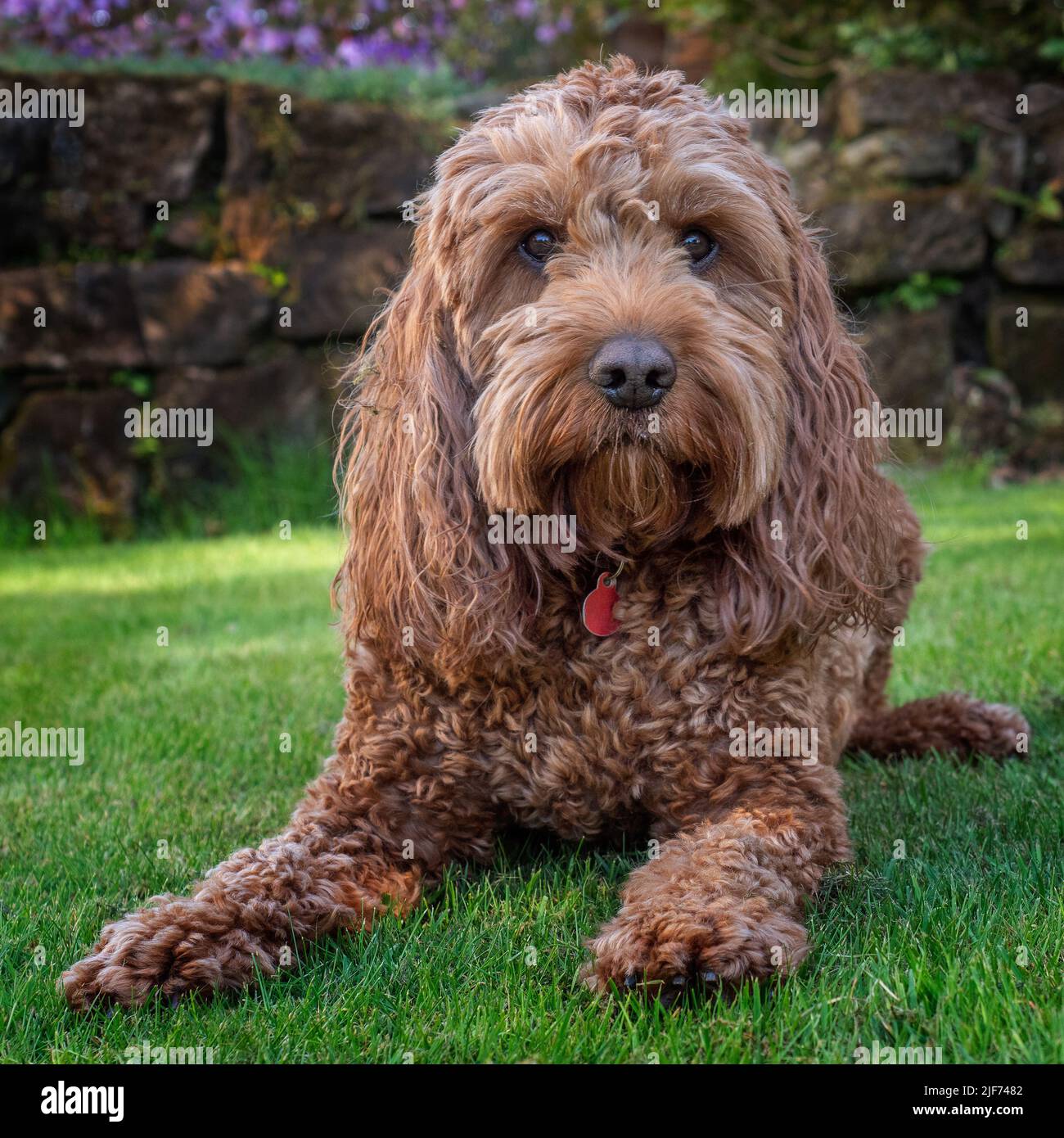 A red cockapoo dog lying down on the grass watching events around him Stock Photo