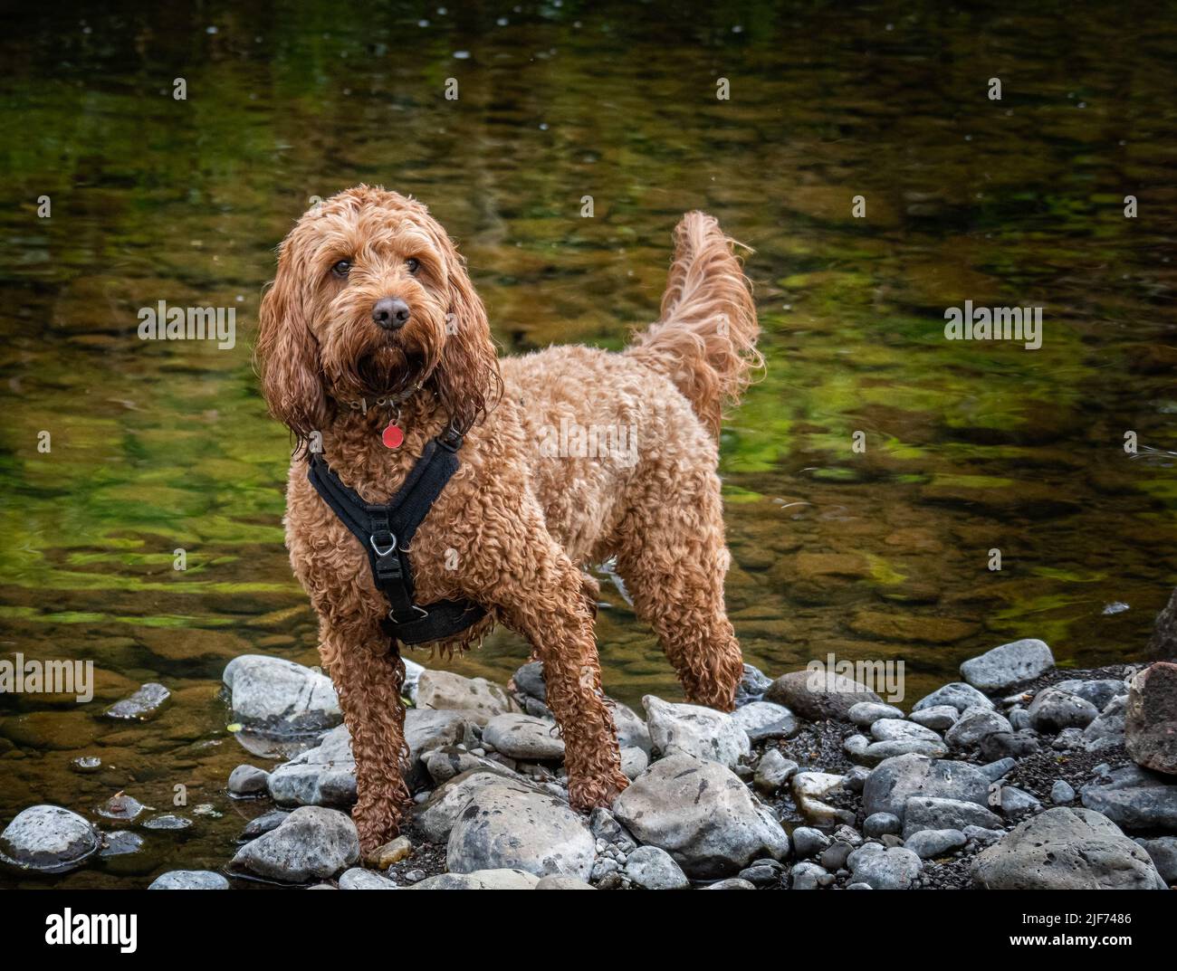 A red cockapoo dog standing attentively  on the rocks by the river edge Stock Photo