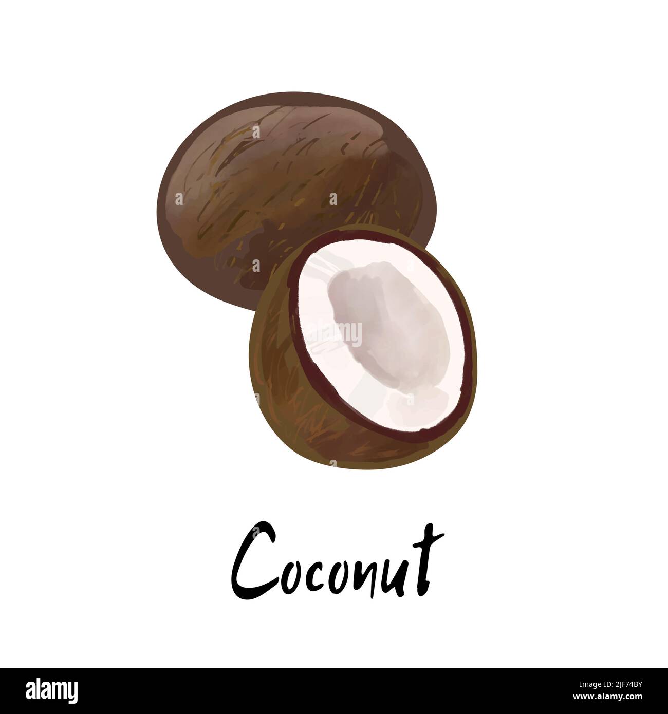 Illustration of a coconut isolated on a white background Stock Vector ...