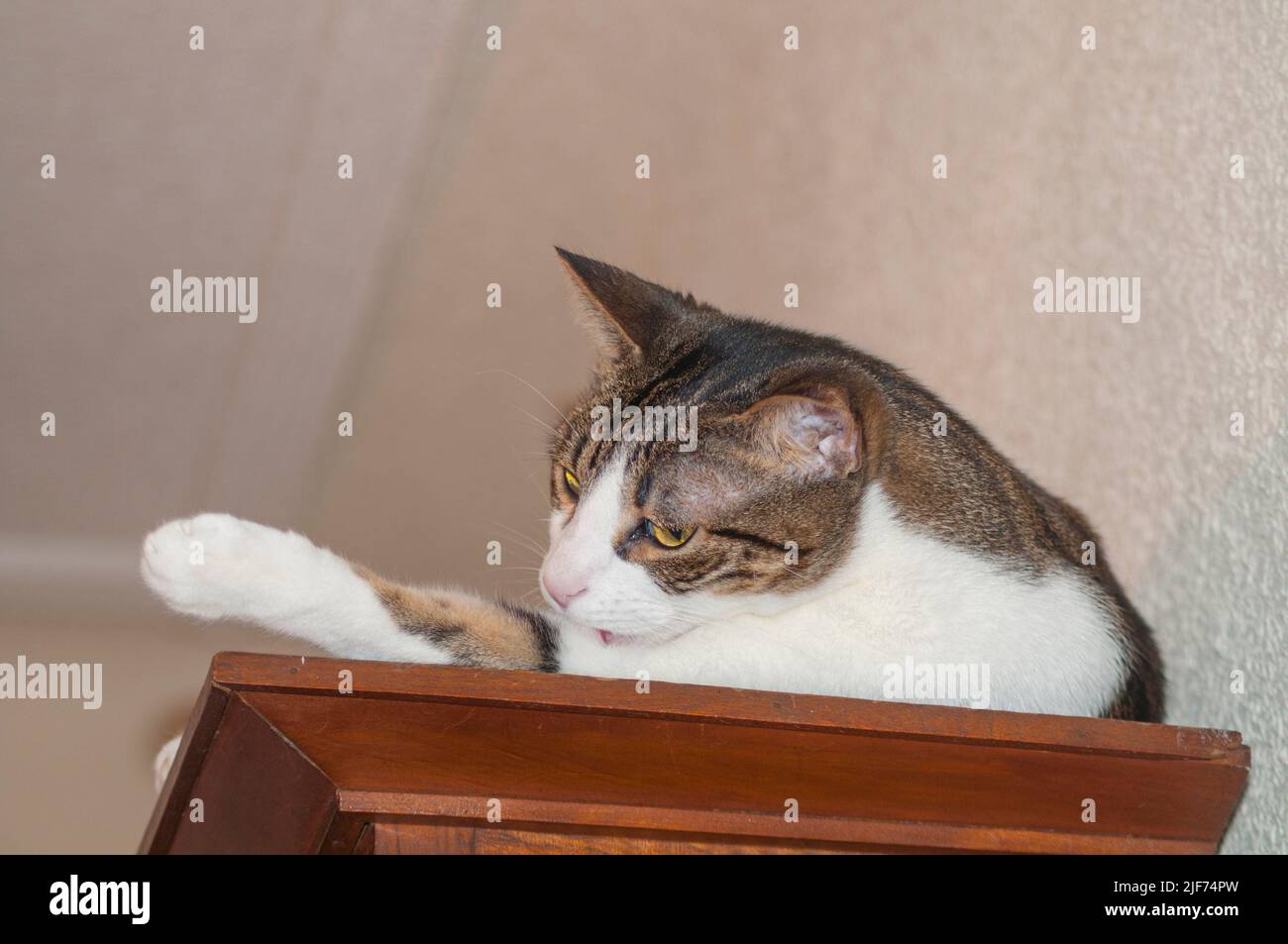Tabby and white cat licking himself Stock Photo - Alamy