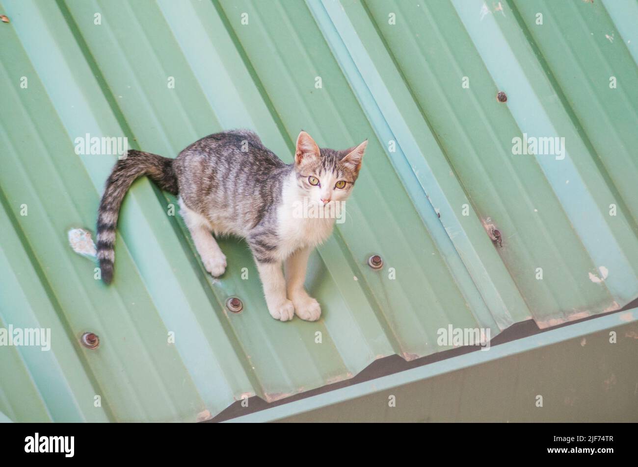Tabby and white cat on a green rooftop Stock Photo