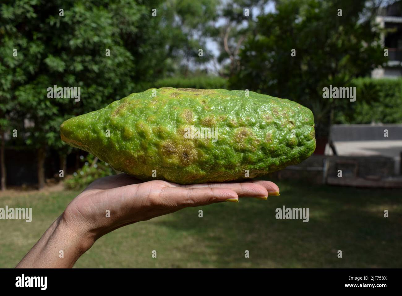 Bijora In English Quick Delivery gbuhamovniki.ru