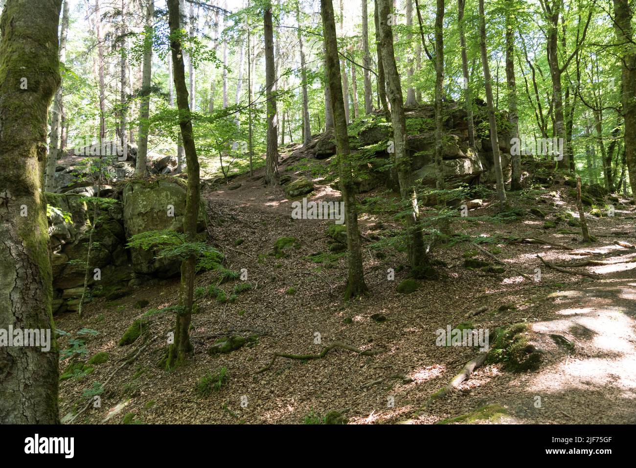 rocks and big stones in the forest of luxembourg Stock Photo