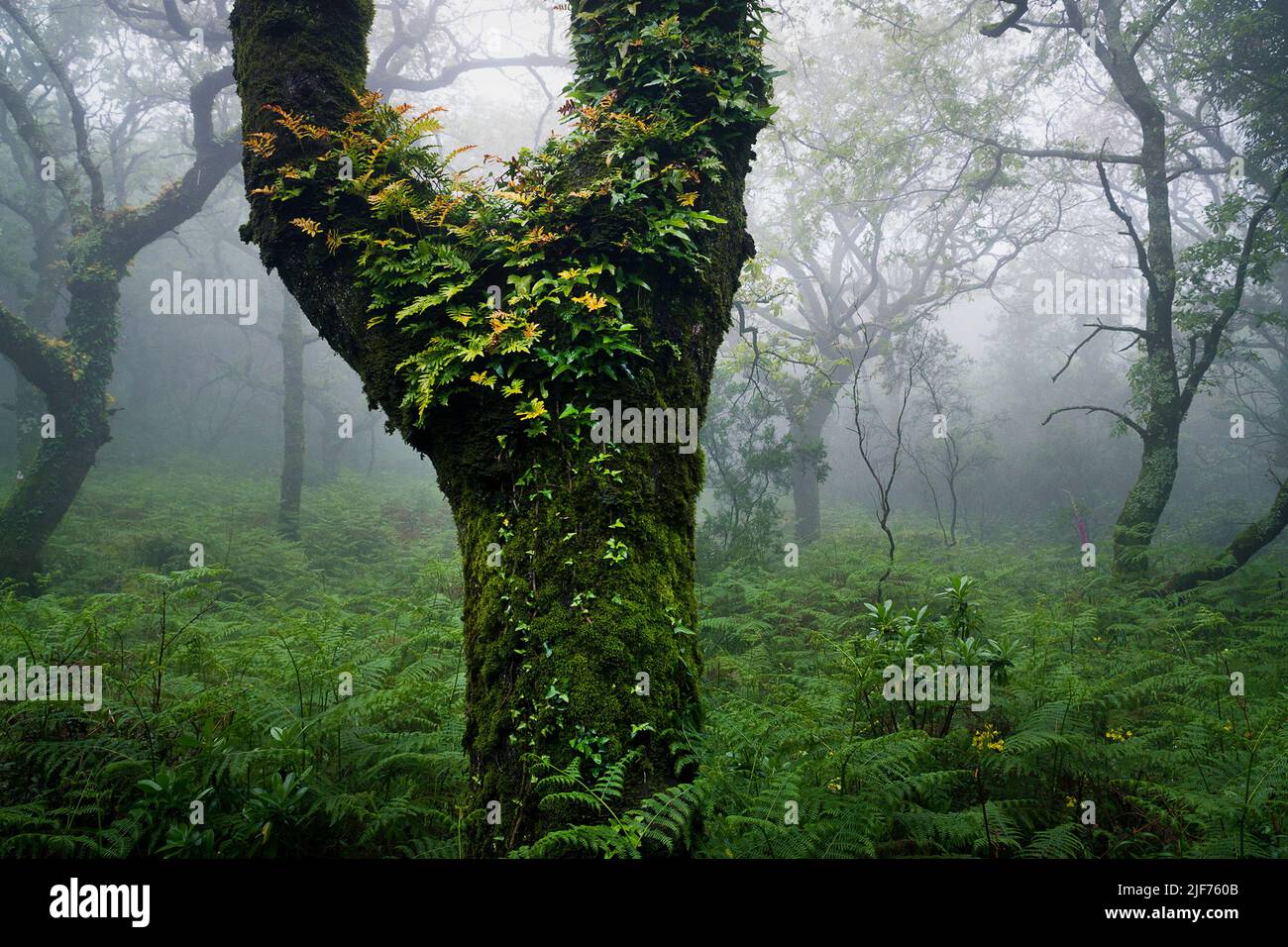 Green foliage at the fog forest, Strait natural park, Cadiz province, Andalusia, Spain Stock Photo
