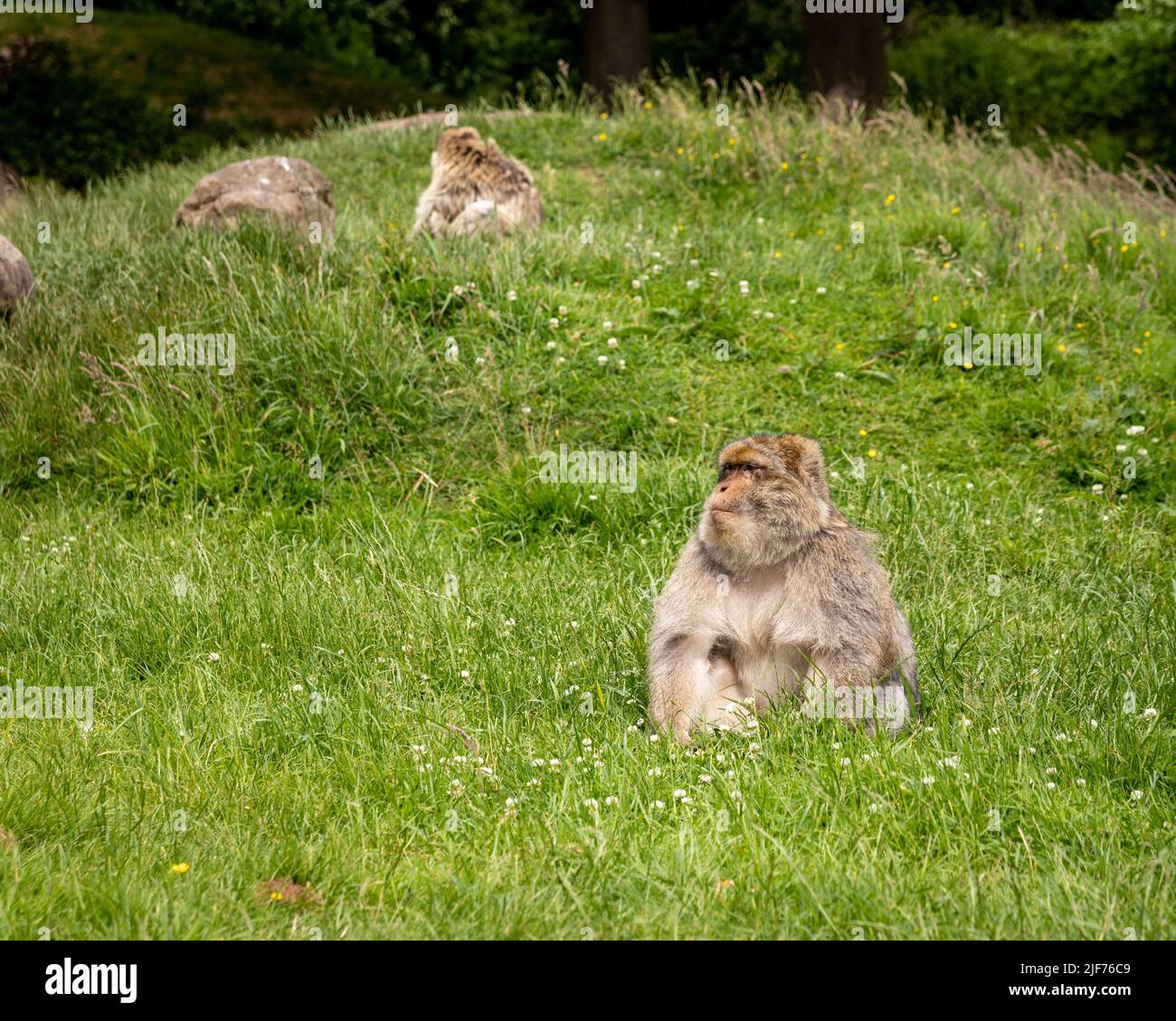 Barbary macaques roaming free. They live in large groups and within them we have up to 6 generations co-existing. Stock Photo