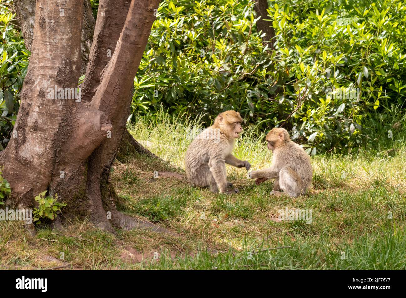 Barbary macaques roaming free. They live in large groups and within them we have up to 6 generations co-existing. Stock Photo