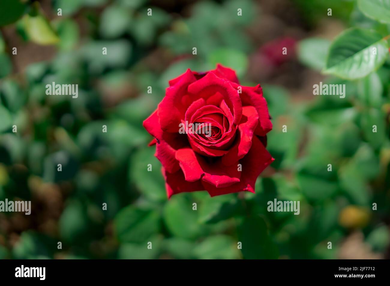 Garden red rose hi-res stock photography and images - Alamy