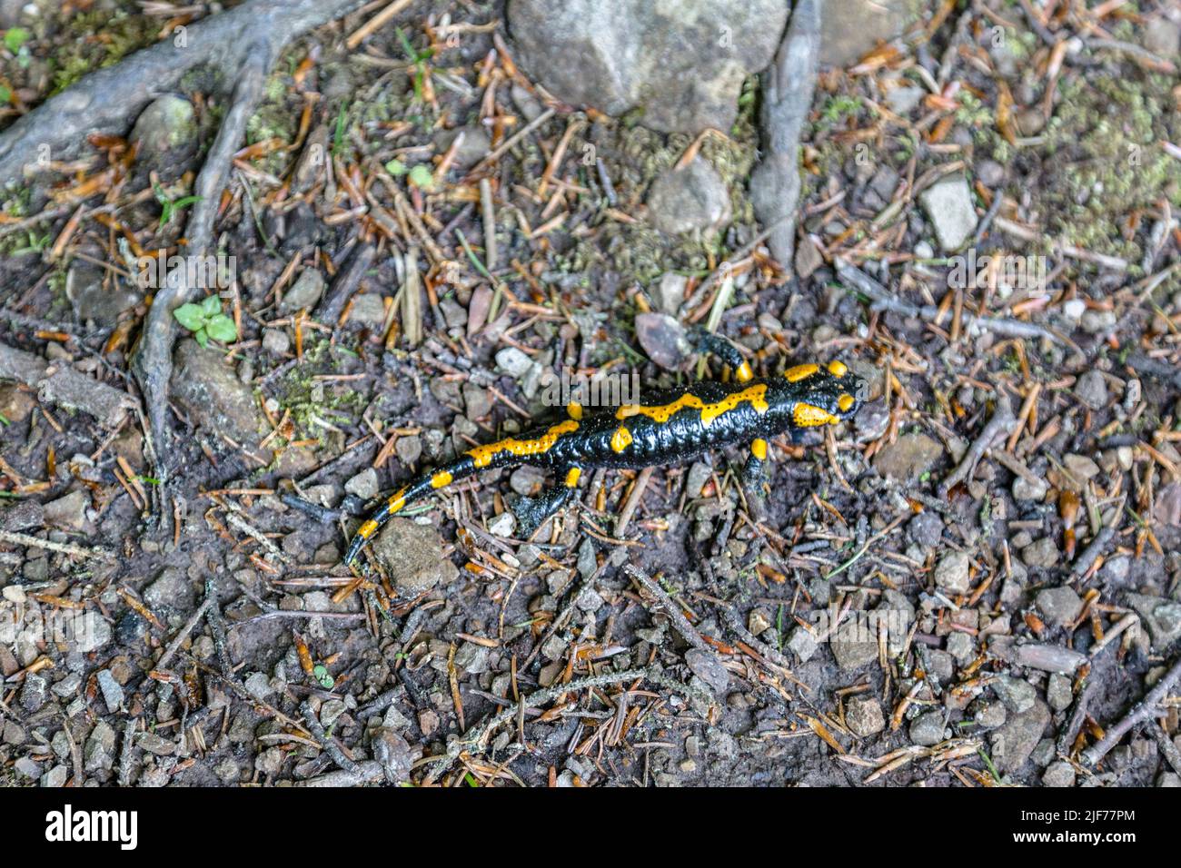 Fire salamander (Salamandra salamandra) - black amphibia with yellow spots or stripes to a varying degree Stock Photo
