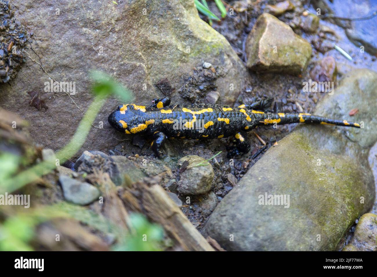 Fire salamander (Salamandra salamandra) - black amphibia with yellow spots or stripes to a varying degree Stock Photo