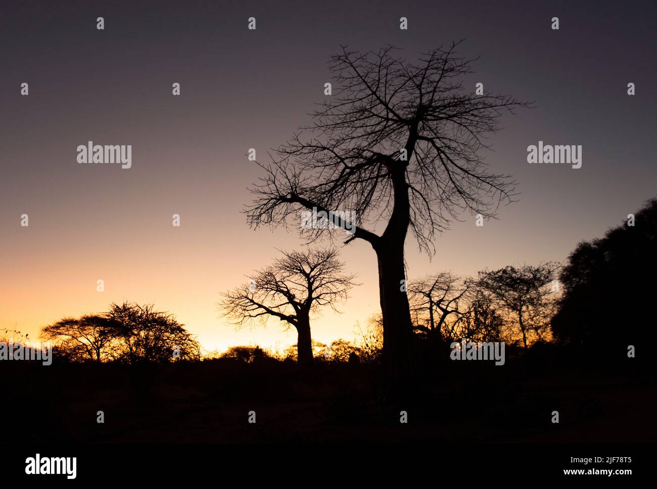 Ancient Baobabs stand silhouetted against the last glow of dusk in Ruaha National Park. The tree has a distinctive upside down shape Stock Photo