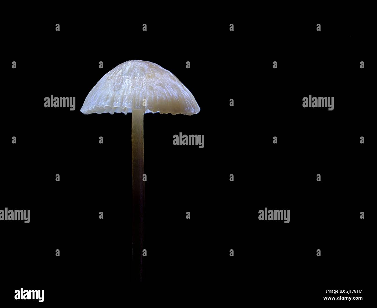 A young Shaggy Inkcap (Coprinus Niveus) illuminated with light showing it scales and bell shape cap in front of a black background Stock Photo