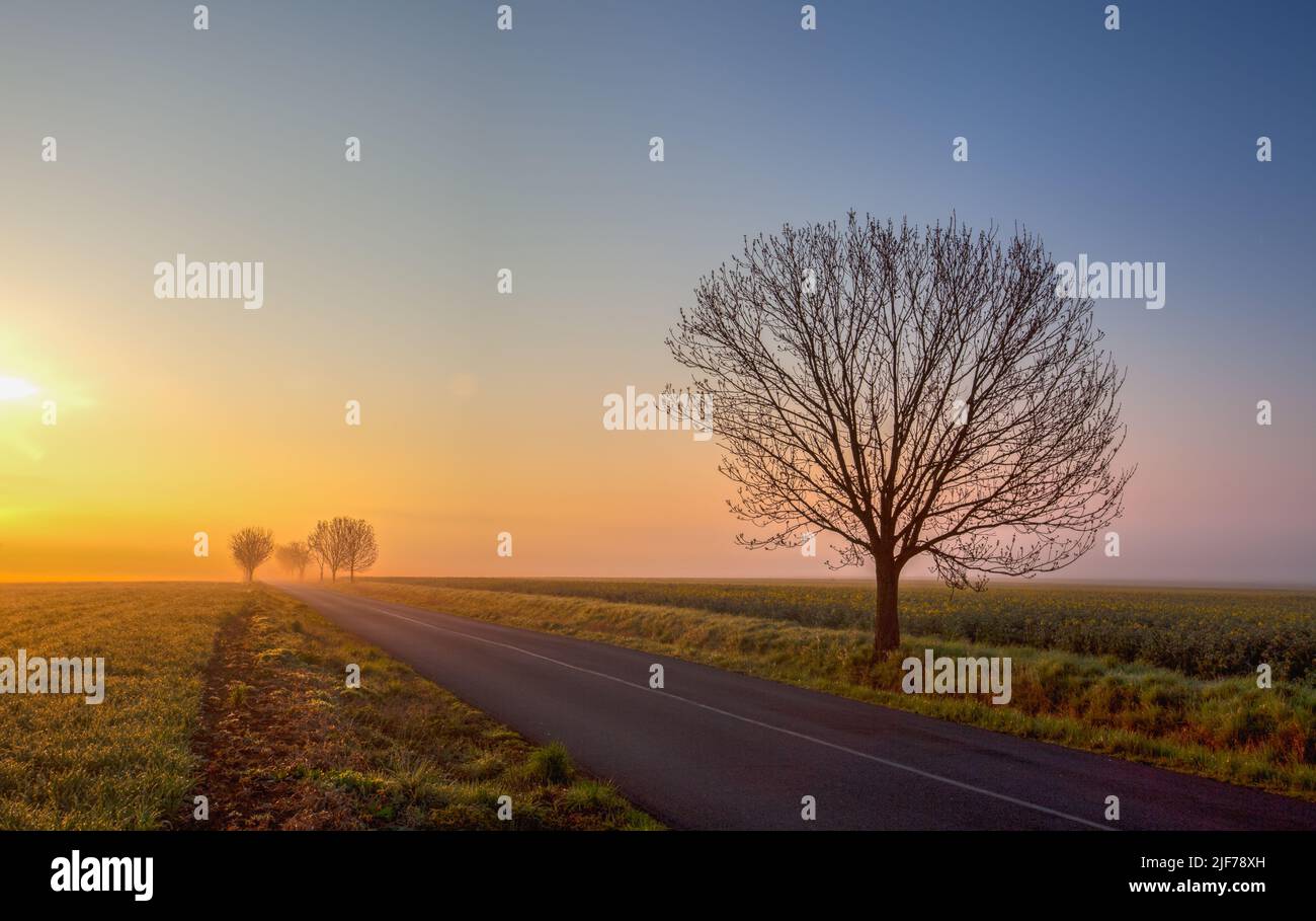 Landscape in spring fog, Central Bohemian Highlands, Czech Republic. On the road to the morning mist. Stock Photo
