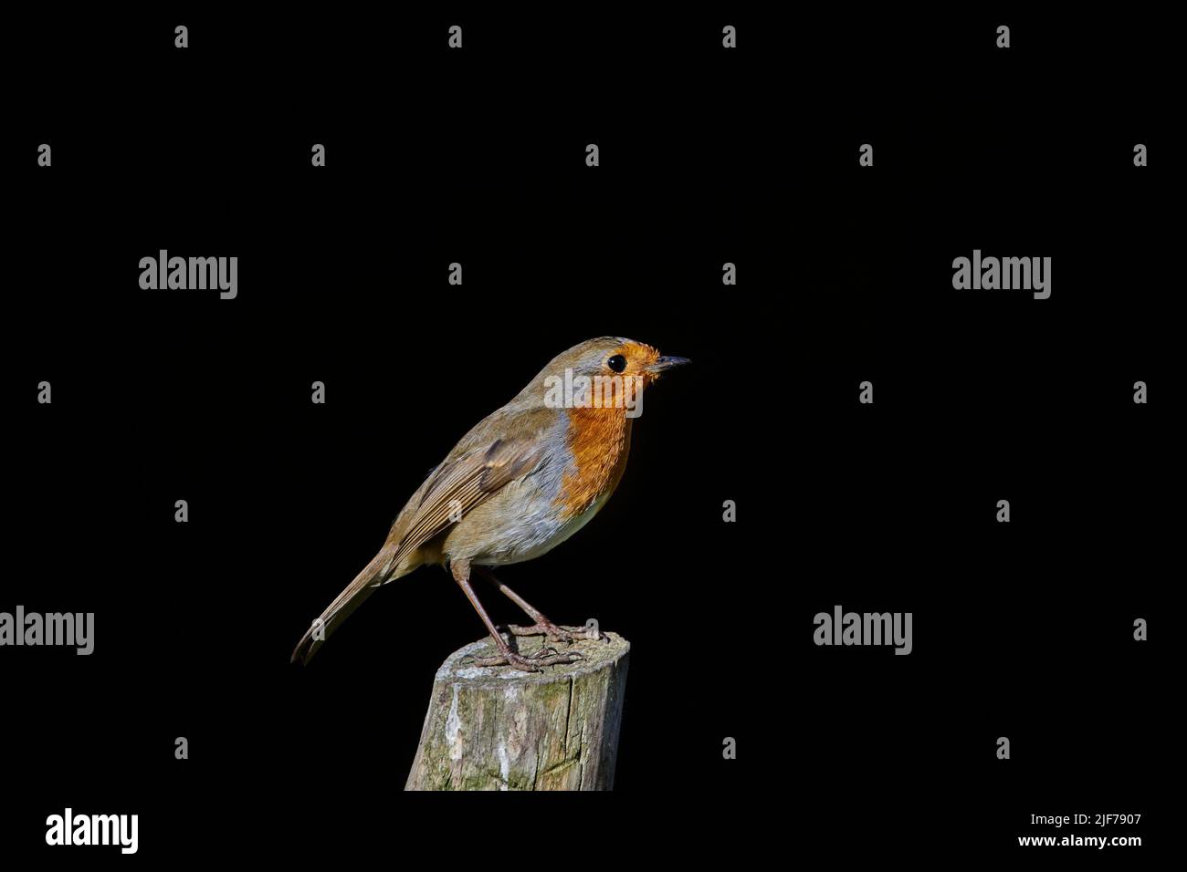 A side view of a Robin (Erithacus Rubecula) on its own looking to the right with a solid black background behind Stock Photo