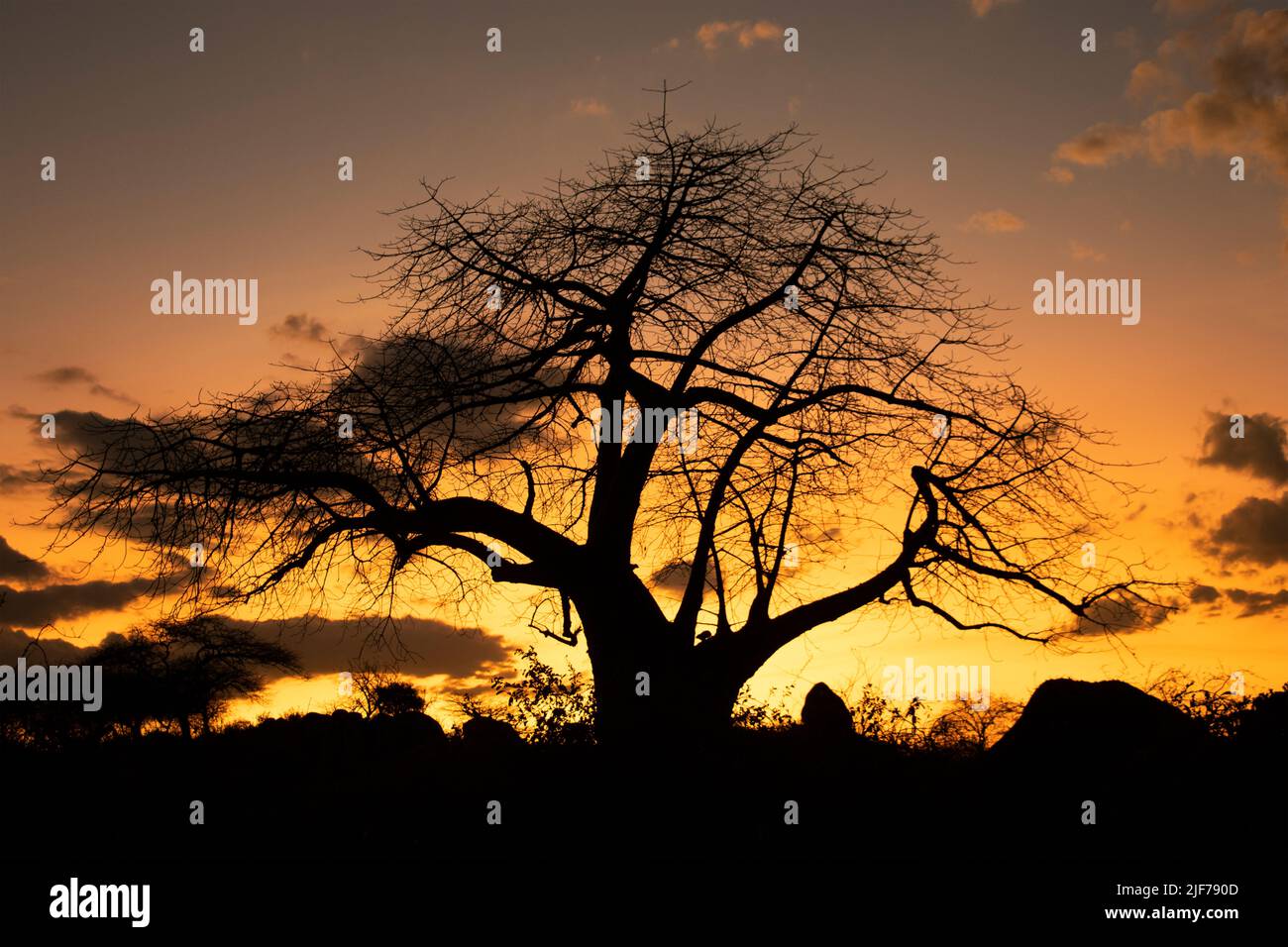 Ancient Baobabs stand silhouetted against the last glow of dusk in Ruaha National Park. The tree has a distinctive upside down shape Stock Photo