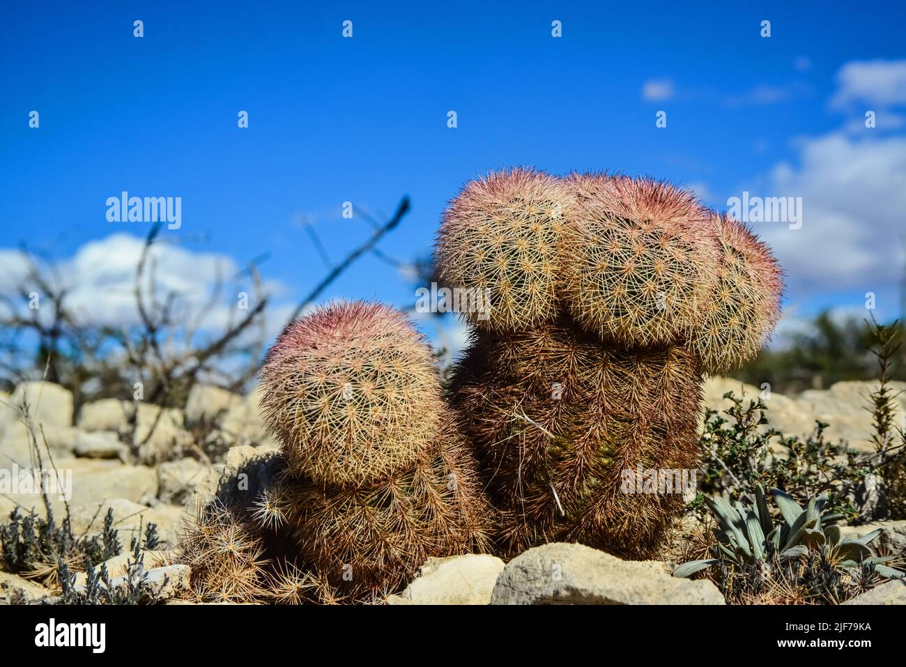 order san pedro cactus San Pedro Cactus – AceMegaSucculents main image 0
