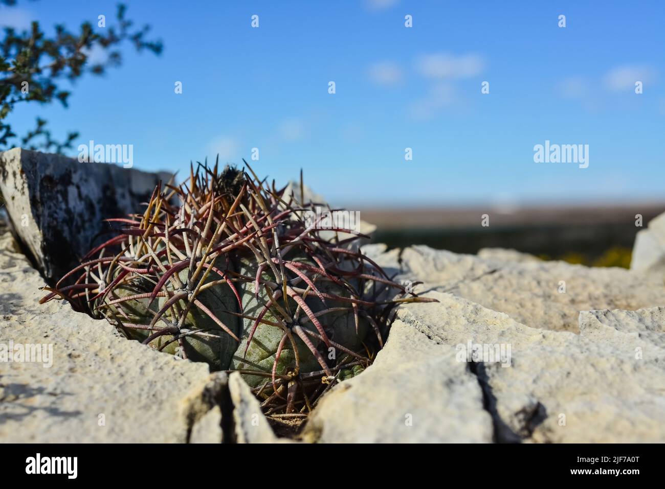 Cacti New Mexico. Eagle claws, Turk's head, devil's head (Echinocactus horizonthalonius) in a rocky desert in New Mexico, USA Stock Photo