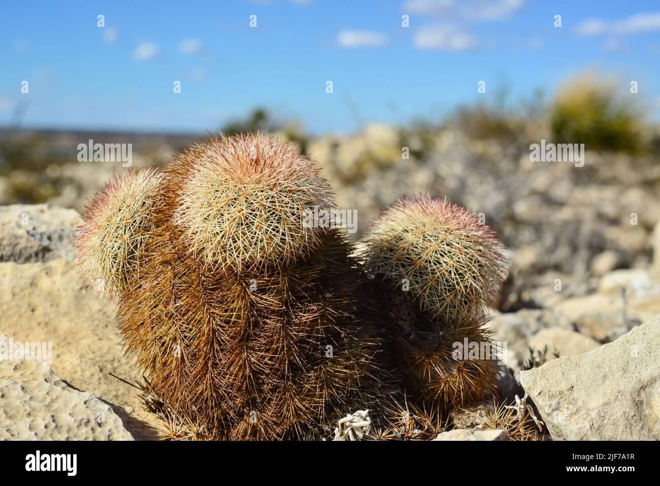 Cacti New Mexico. Echinocereus pectinatus (rubispinus), Rainbow Hedgehog  Cactus in a rocky desert in New Mexico, USA Stock Photo - Alamy