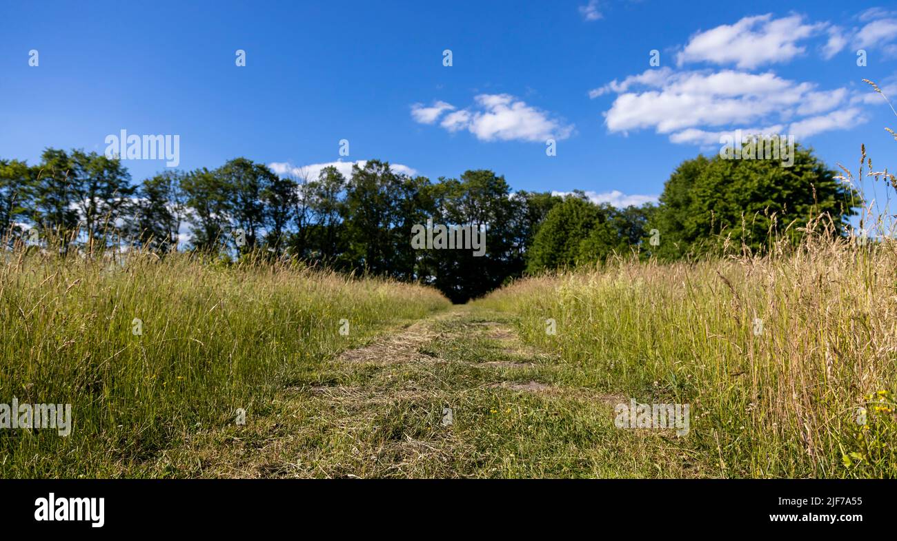 A rural mowed road against a blue sky background runs through tall grass, illustrating the idea of travel and tourism. Stock Photo
