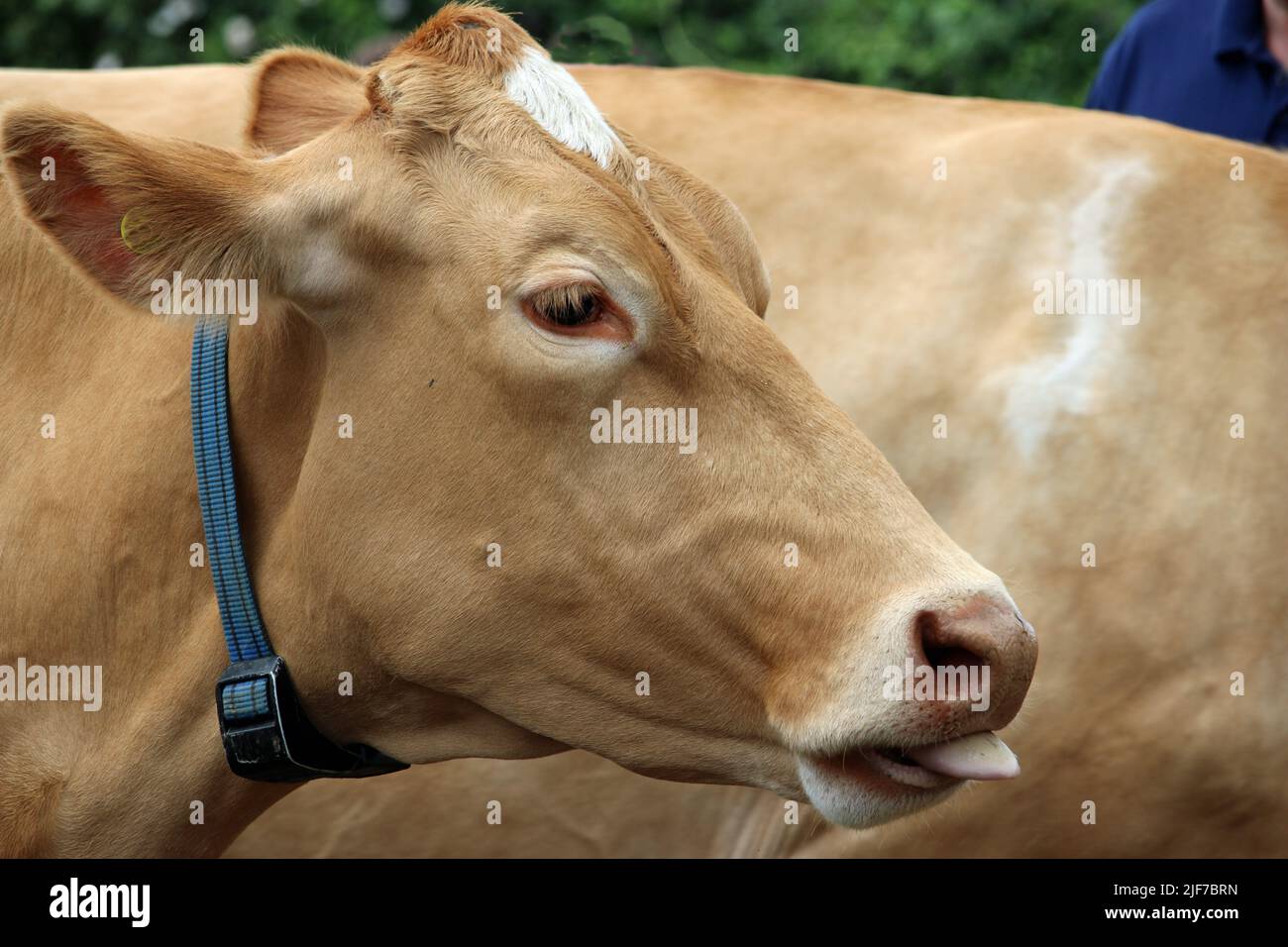 Light brown Guernsey cow head and shoulders with a blue collar and another cow in the background. Stock Photo