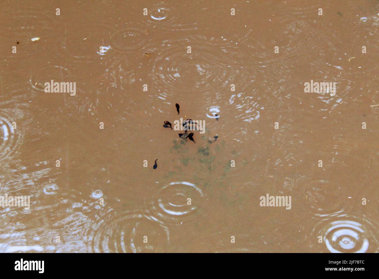 A closeup shot of tadpoles in the pond Stock Photo Alamy