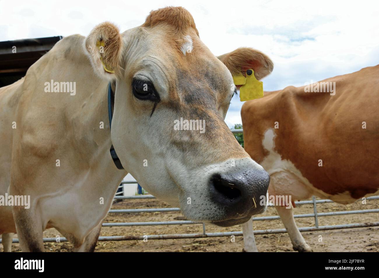 Light brown Guernsey cow head and shoulders in a farmyard with another cow, farm buildings and a metal fence in the background. Stock Photo